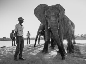 Elephants 07