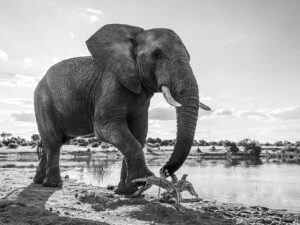 Elephants 01
