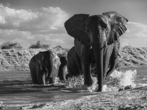 Elephants 02