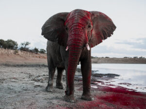 fine art photography elephants – ANIMAN Fine Art - DANCE WITH NATURE